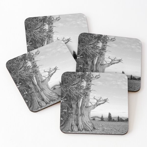 Item preview, Bristlecone Pine designed and sold by CarolM.