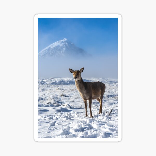 Snowy Scottish Doe Sticker