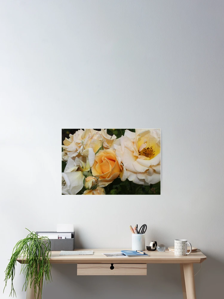 Thumbnail 2 of 3, Poster, Yellow Roses designed and sold by Jane Dickson.