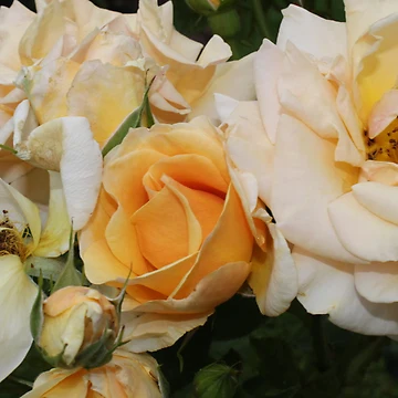 Artwork thumbnail, Yellow Roses by Jane Dickson