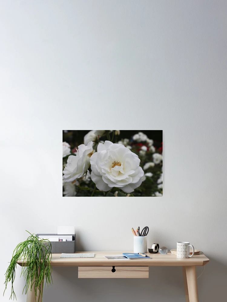 Thumbnail 2 of 3, Poster, White Roses designed and sold by Jane Dickson.