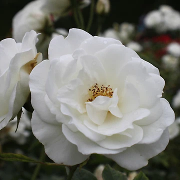 Artwork thumbnail, White Roses by Jane Dickson