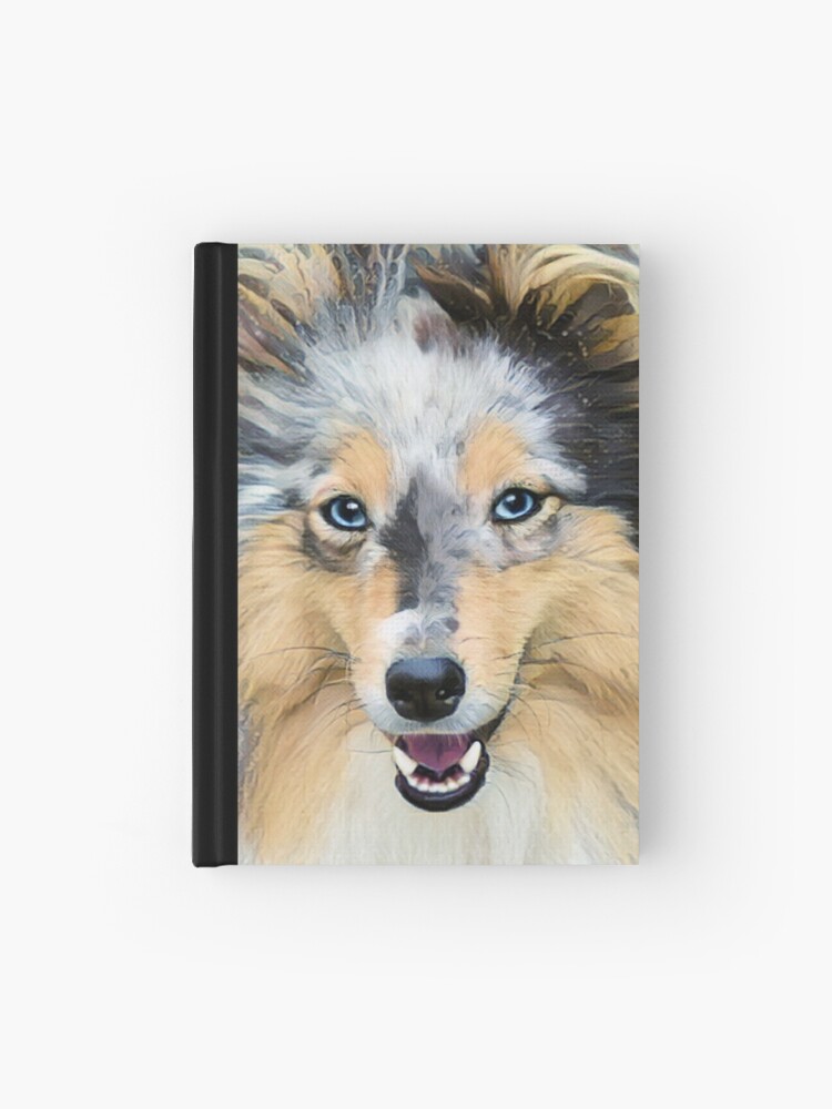 shetland sheepdog blue eyes