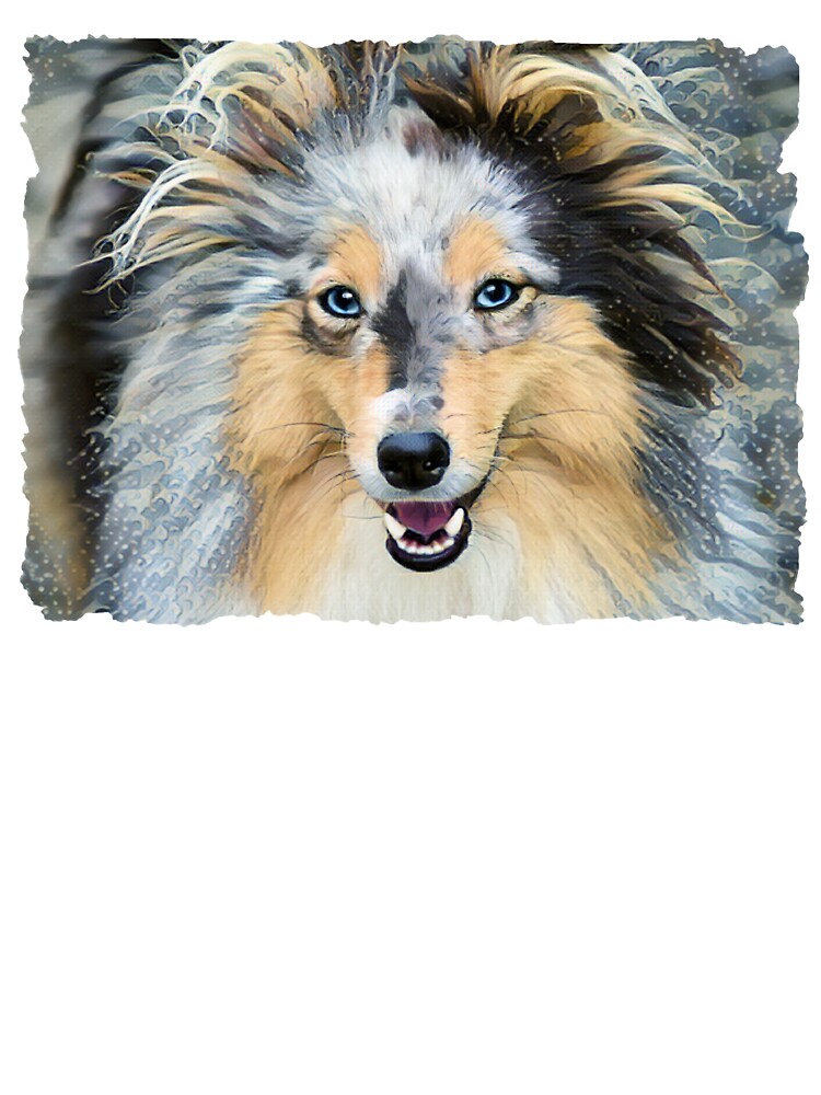 Shetland sheepdog outlet blue eyes