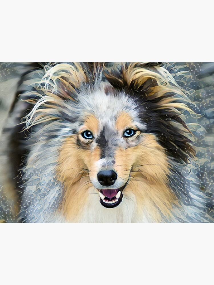 Shetland sheepdog 2024 blue eyes