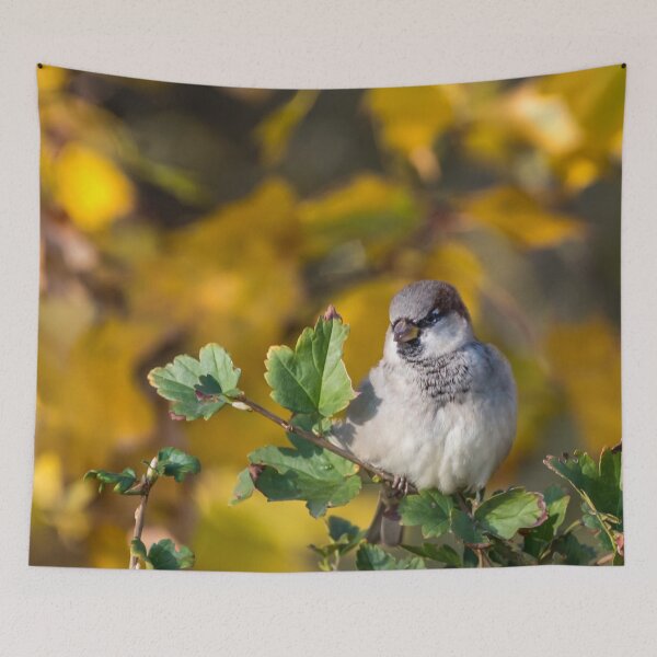 Item preview, Sparrow Watching People walk by on a Sunny Autumn Day designed and sold by Jon Shore.