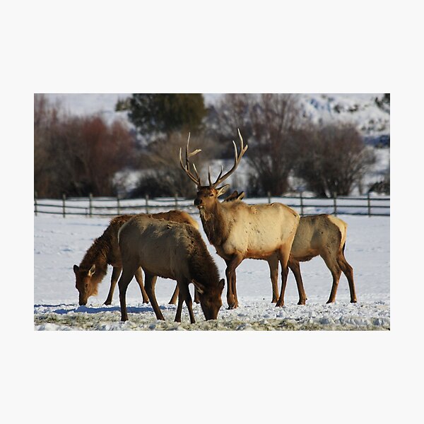 The Elk Photographic Print