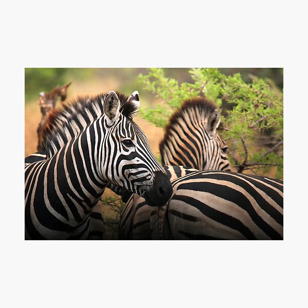 Mkuzi Zebras Photographic Print