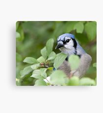 Peek Of Blue, I See U Canvas Print