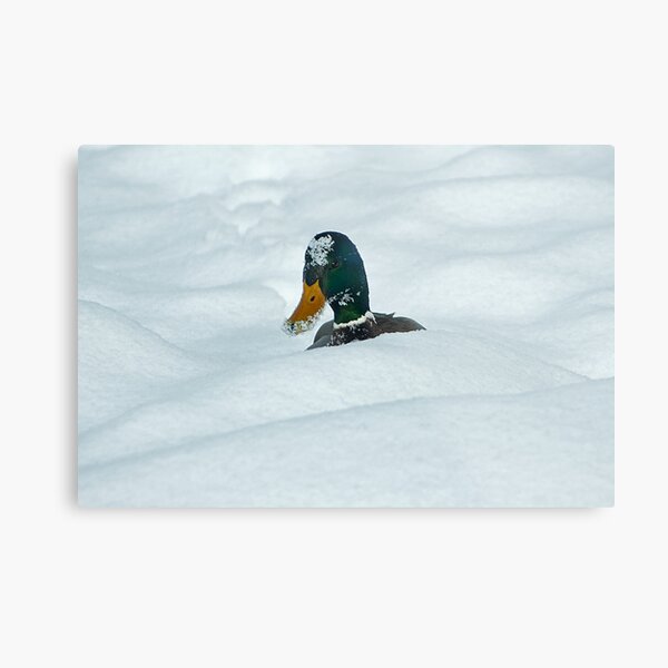 The Savage Canadian Snow Duck Metal Print