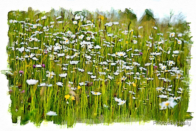 Field of daisies by Photos by Healy