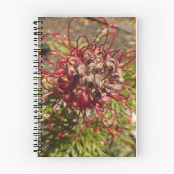 Item preview, Australian Native! Grevillea Robyn Gordon front garden. designed and sold by RitaBlom.