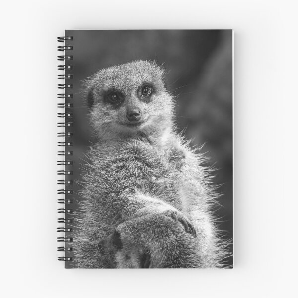 Item preview, Curious - Meerkat madness at Taronga Zoo designed and sold by Liztography.