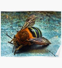 "Bumble Bee" Poster
