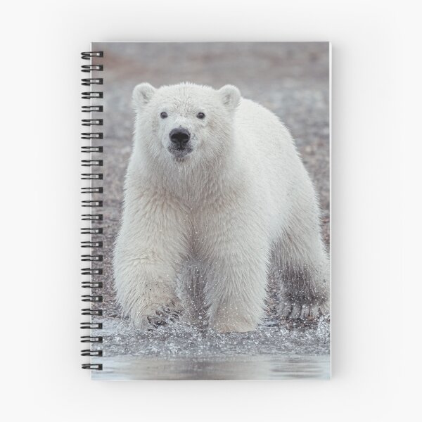 Item preview, Adolescent Polar Bear designed and sold by Roger  Mackertich.