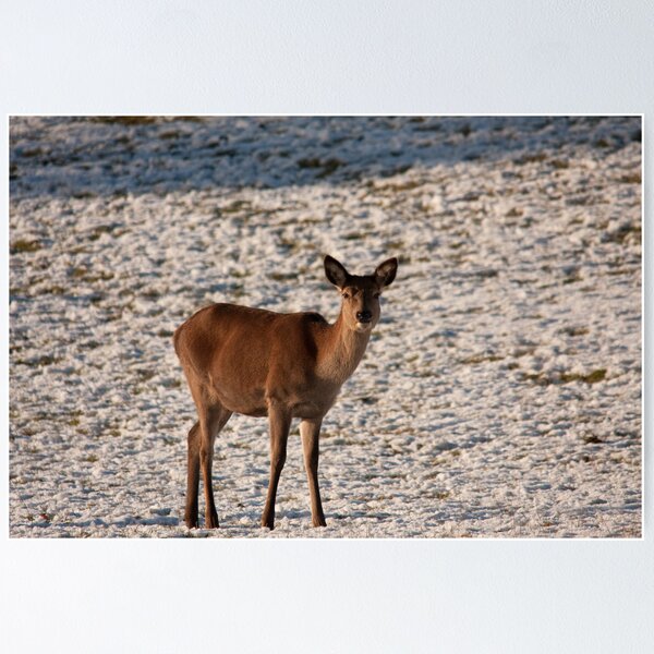 Item preview, Red Deer hind designed and sold by Jon Lees.
