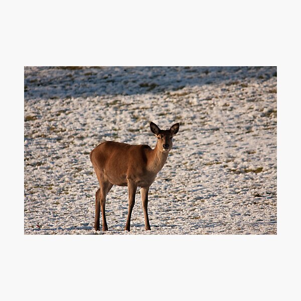 Item preview, Red Deer hind designed and sold by Jon Lees.