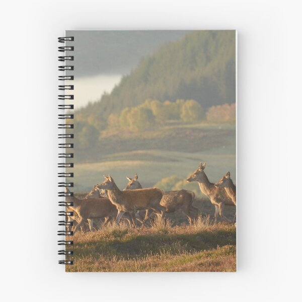 Item preview, Red Deer in Autumn designed and sold by Macrae images.