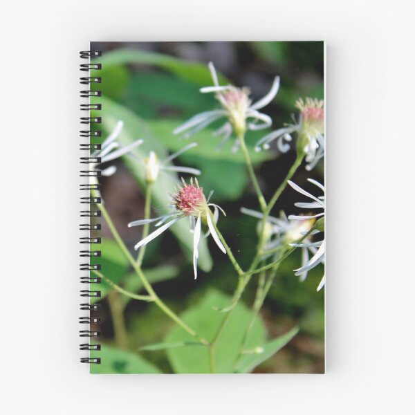 Item preview, Whorled Wood Aster designed and sold by Kathleen Daley.