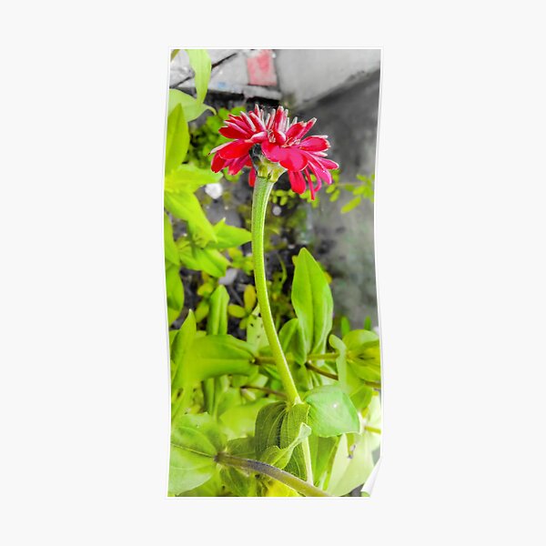 Pink vibrant Zinnia flower Poster