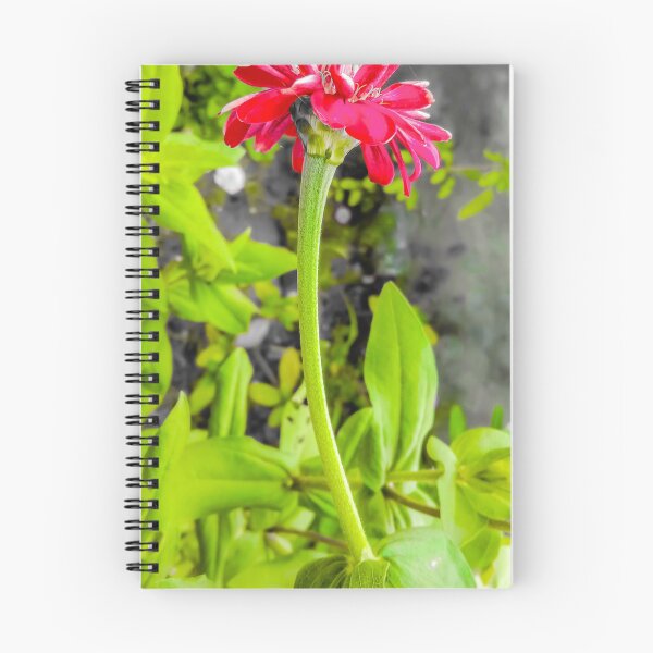 Item preview, Pink vibrant Zinnia flower  designed and sold by hutofdesigns.