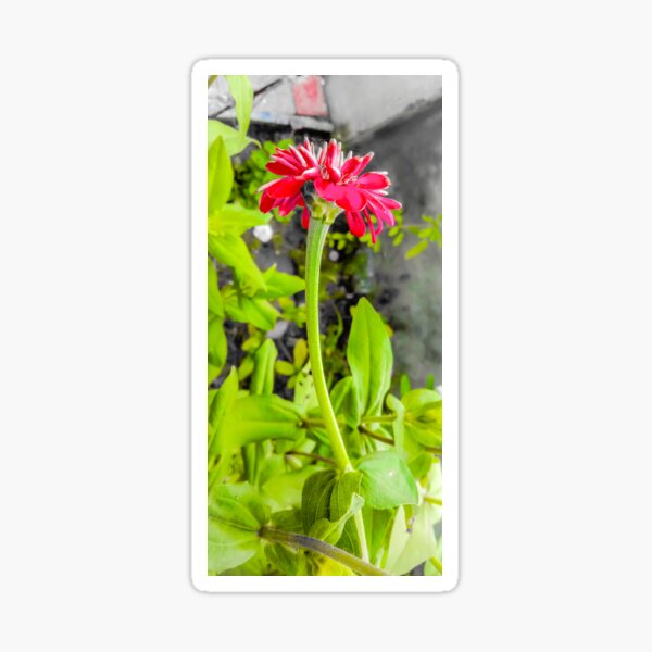 Pink vibrant Zinnia flower Sticker