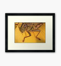 Silver Eye Framed Print