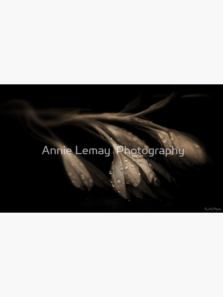 Desires of the Heart by ajlphotography