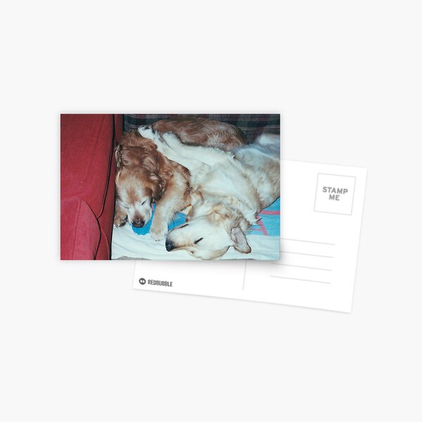 dog yoga XX Postcard