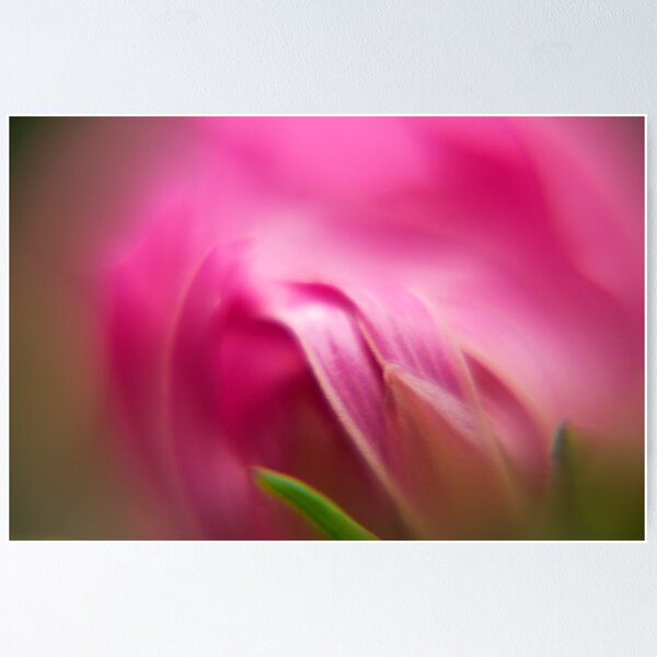 Item preview, Cosmos bud designed and sold by Anna Calvert.