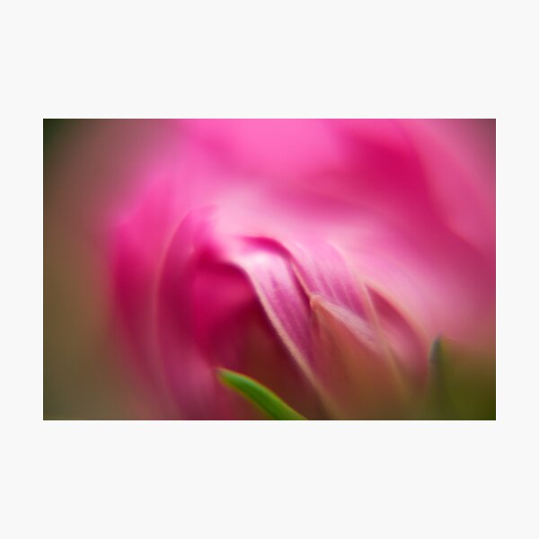 Item preview, Cosmos bud designed and sold by Anna Calvert.