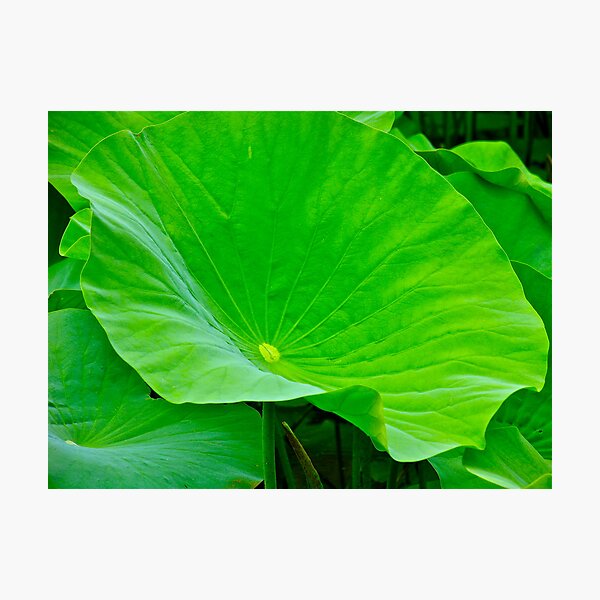 Item preview, Green Leaves designed and sold by browna.