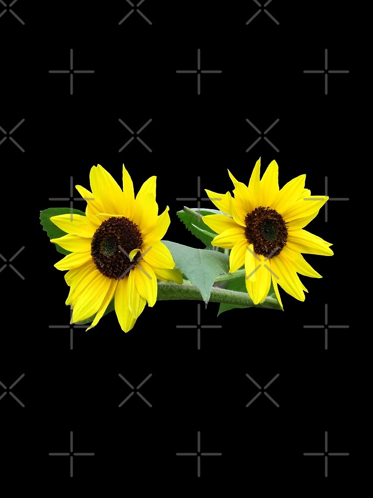 Sonnenblumen, Sonnenblume, Blumen, Garten, Natur von rhnaturestyles