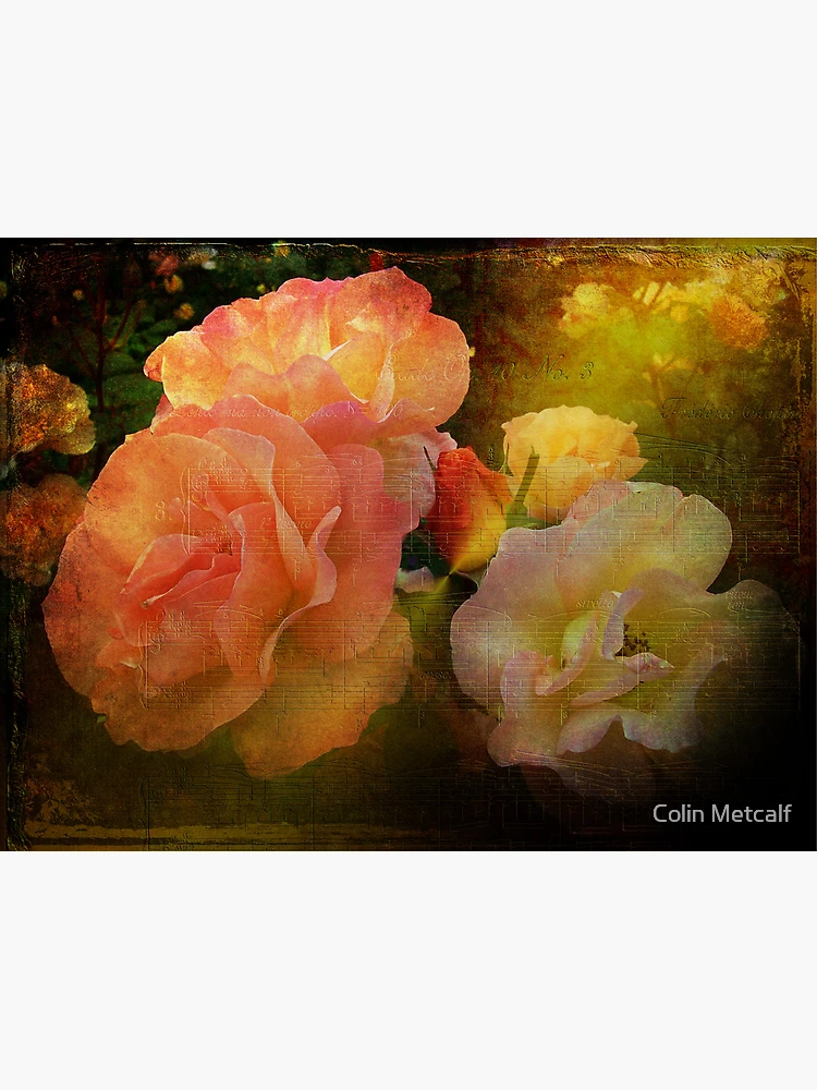 Thumbnail 3 of 3, Poster, Old Roses designed and sold by Colin Metcalf.