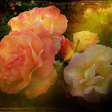 Artwork thumbnail, Old Roses by Colin Metcalf