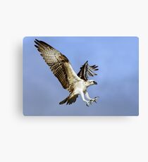 Osprey (Pandion haliaetus) Canvas Print