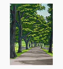 Oak Drive Photographic Print