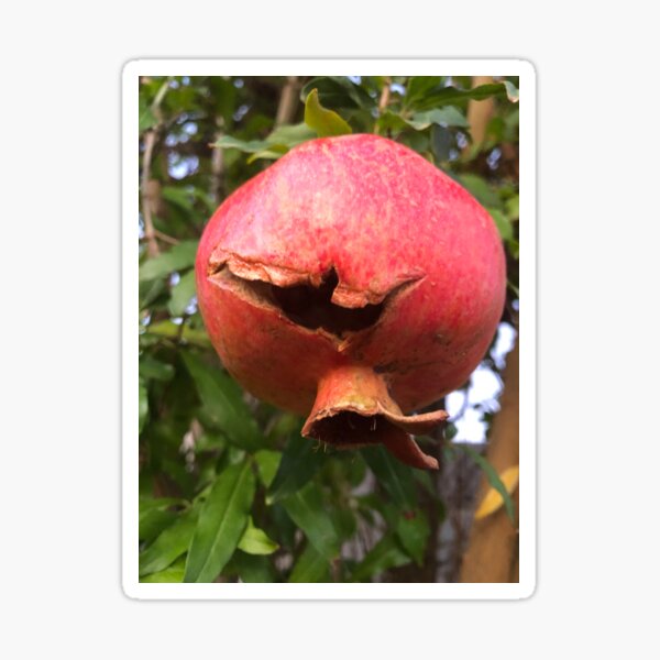 Pomegranate Tree Stickers Redbubble