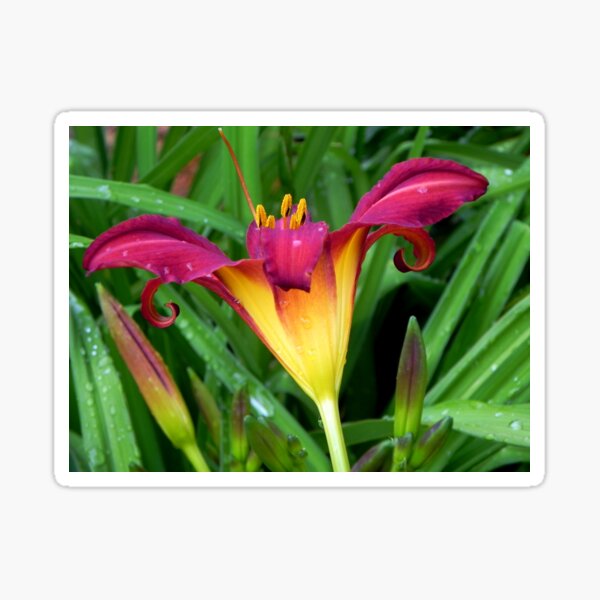 A Pretty Lily!!! © Sticker