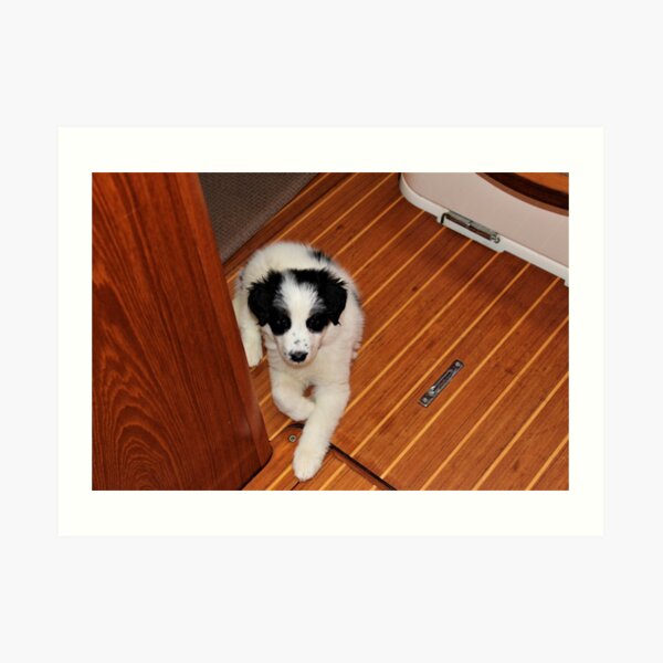 Australian Shepherd Skipper on the Galley Floor Art Print