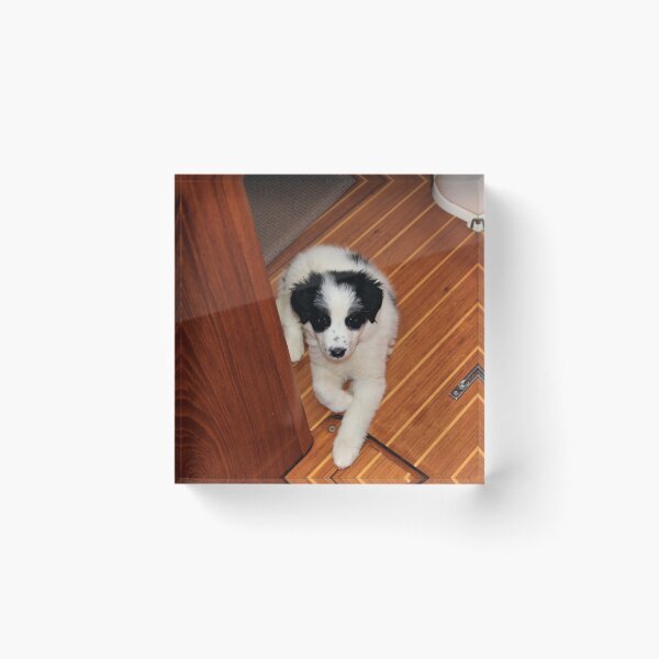 Item preview, Australian Shepherd Skipper on the Galley Floor designed and sold by banditandkoko.