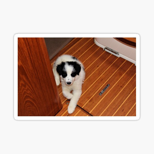 Australian Shepherd Skipper on the Galley Floor Sticker