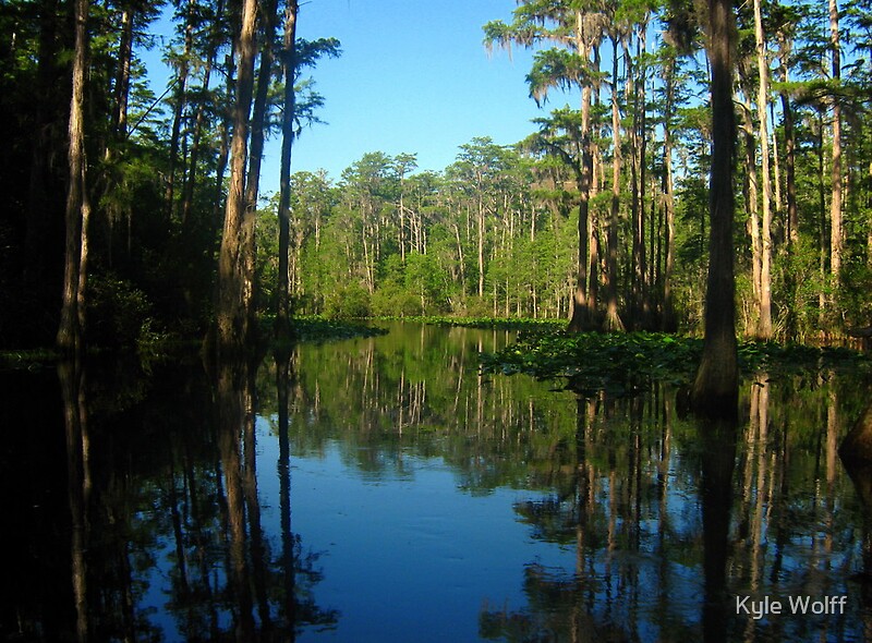 "Through the trees ~ Okefenokee Swamp in south Georgia" by Kyle Wolff