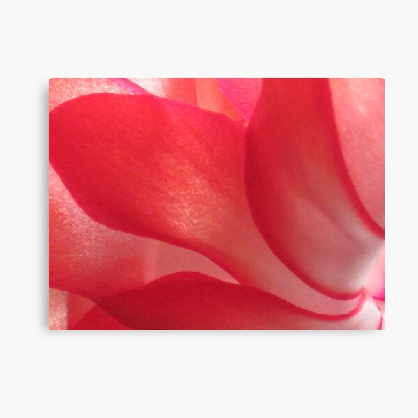 Pink flowing petals of the Christmas cactus Canvas Print