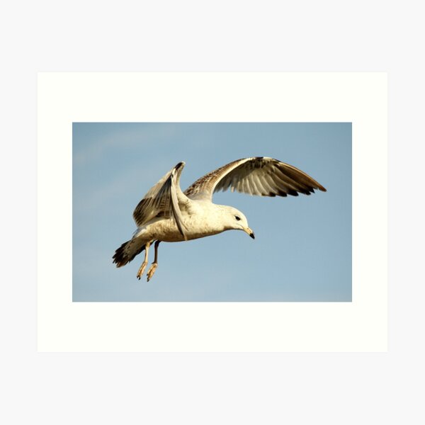 Item preview, Sea Gull Close Up designed and sold by Paulette1021.