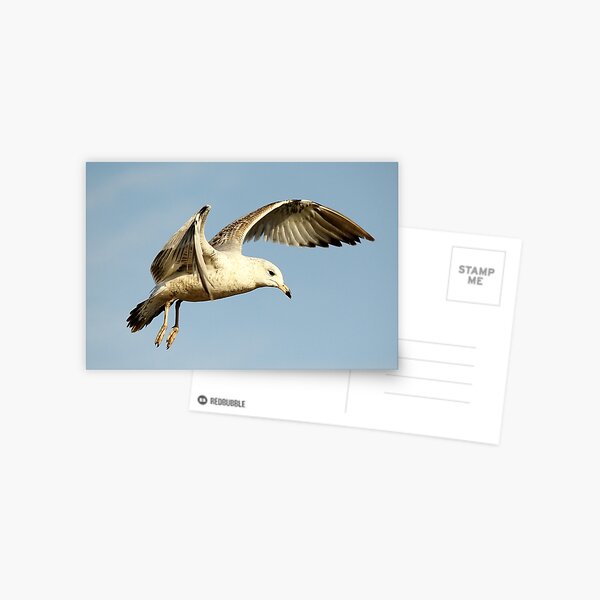 Item preview, Sea Gull Close Up designed and sold by Paulette1021.