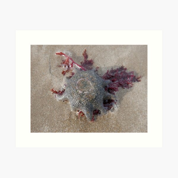 Item preview, Sea Jelly designed and sold by pierredubrelle.