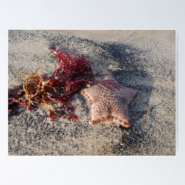 Item preview, Seastar designed and sold by pierredubrelle.