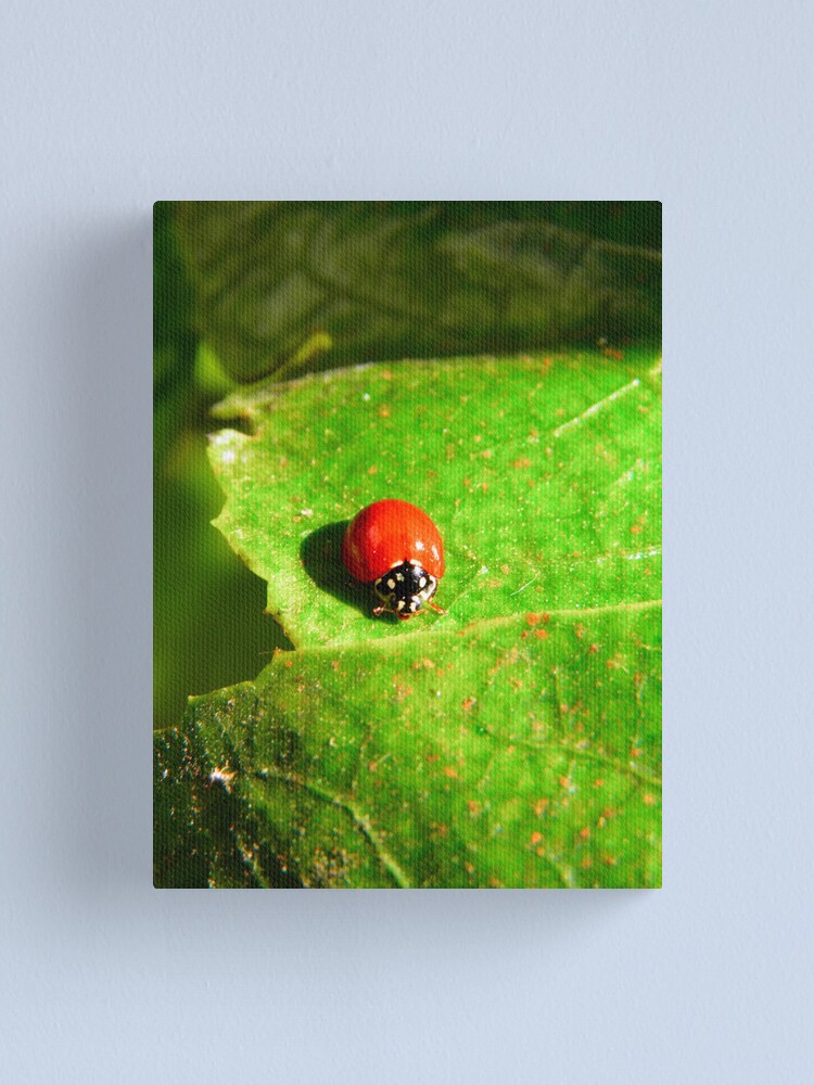 Imagen 1 de 3, Lienzo con la obra Ladybug, diseñada y vendida por Pandrot.