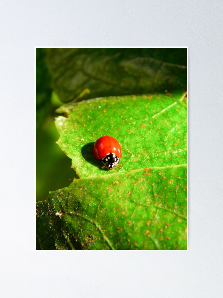 Aperçu 1 sur 3. Poster avec l'œuvre Ladybug créée et vendue par Pandrot.